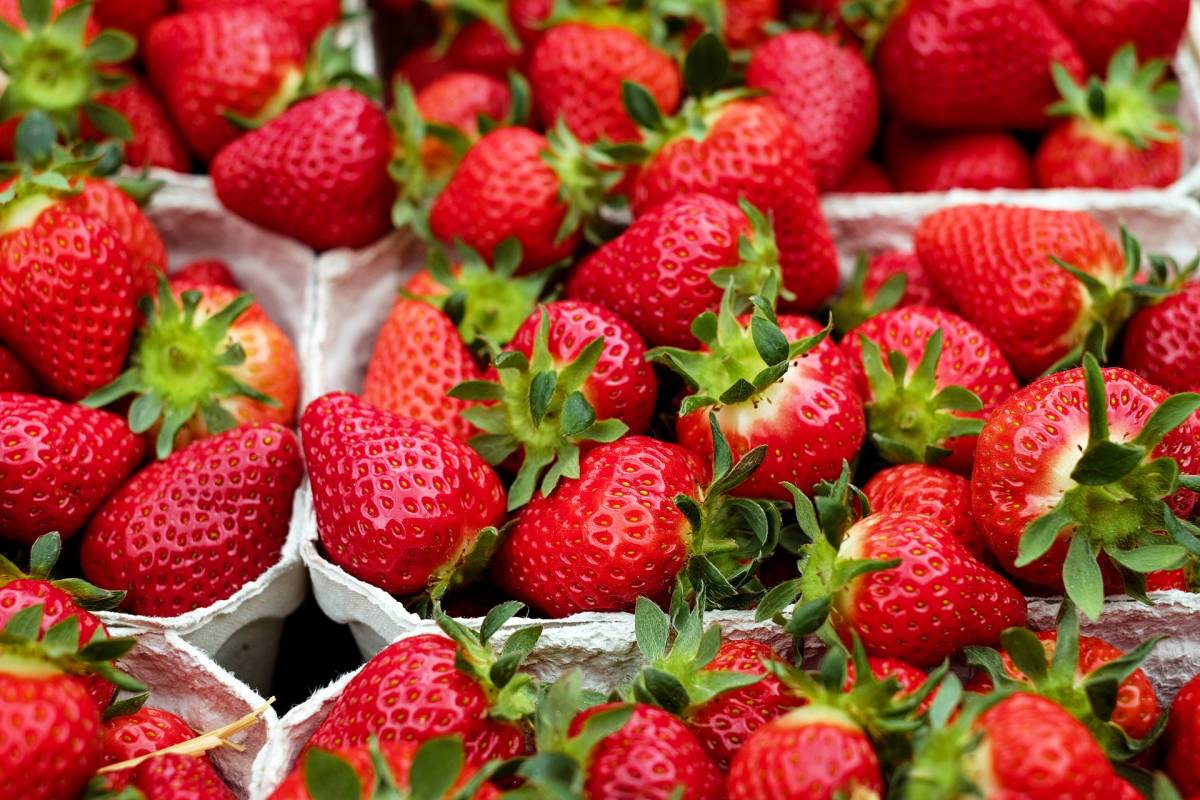 heimische Bio-Erdbeeren schon ab Anfang Mai am Ennser Spargelhof Bio Hofmann