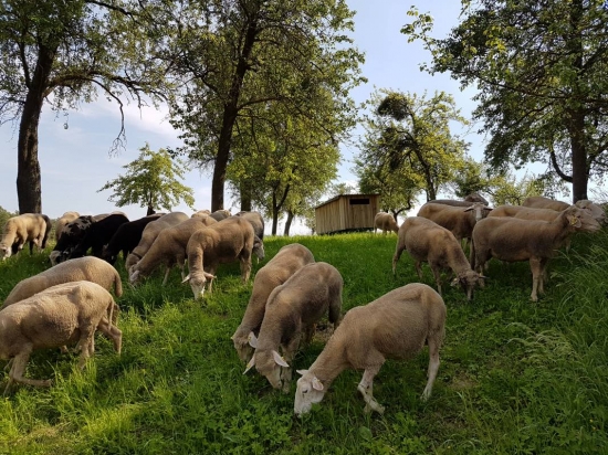 Lammfleisch aus Niederneukichen